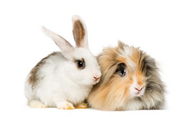 Australian made Rabbit and Guinea Pig Treats