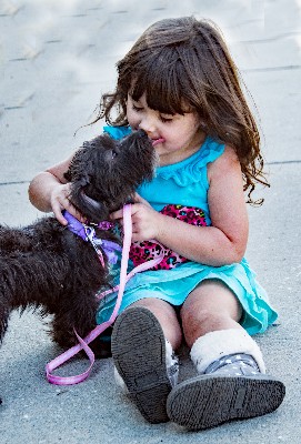 Pet Treats for the Holidays