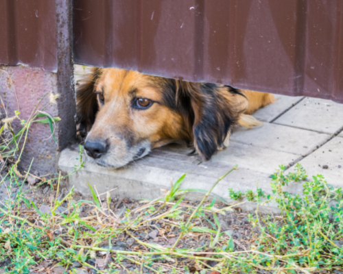 how can i stop my dog being bored