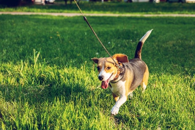 Dog with Collar and Leash