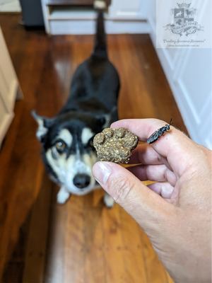 Insect Dog Treats