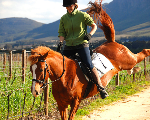 Australian made Horse Training Treats