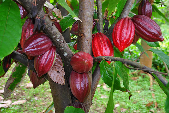 Cacoa-tree-huds-and-toke
