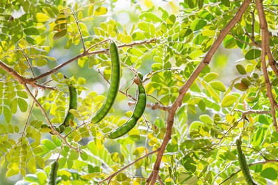 are carob pods safe for dogs