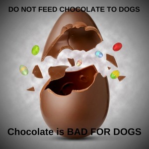 Pet Treats made with CAROB is safe