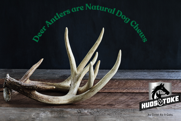 Deer Antler Dog Chews