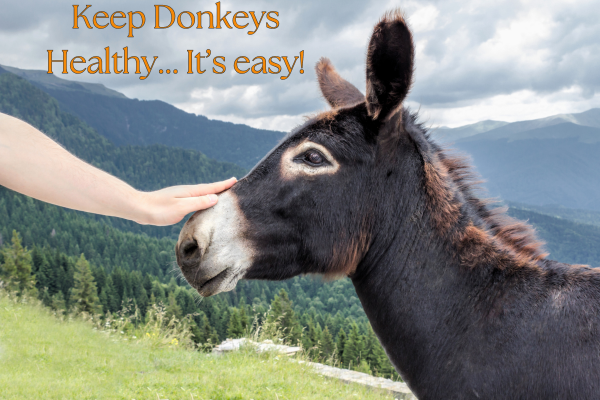 Treats for Horses and Donkeys