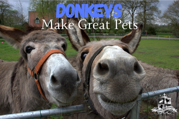 Healthy Horse Treats for Donkeys