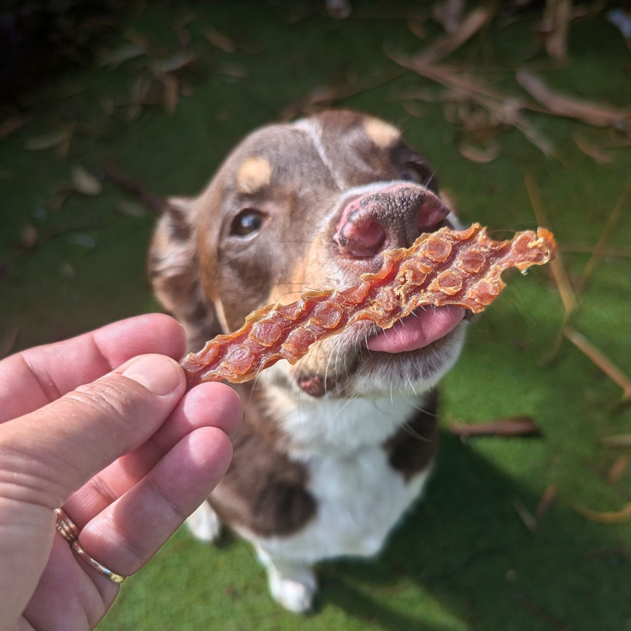 dog eating dehydrated yummy treats