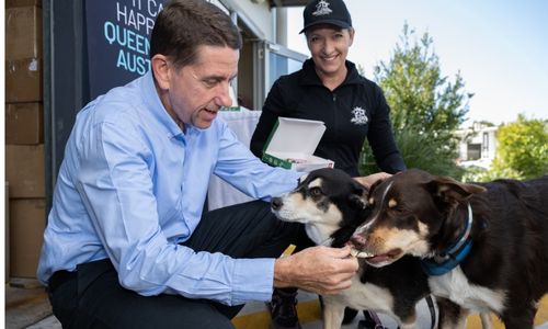Queensland Treasurer, Hon Cameron Dick with Huds and Toke owner Emma and puppies