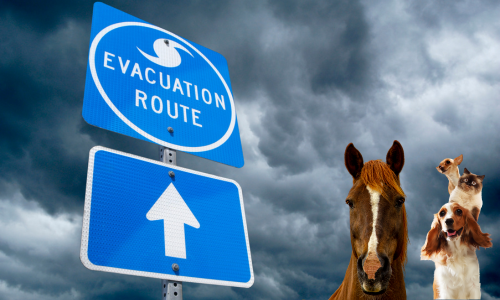 evacuation-plan.png