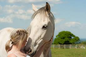 Australian Made Healthy Horse Training Treats