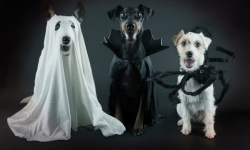 Australian Made Halloween Dog Treats