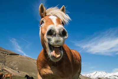 Healthy Horse Treats