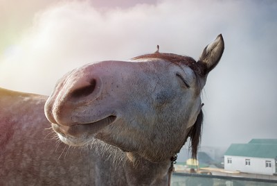 Huds and Toke Horse Treats