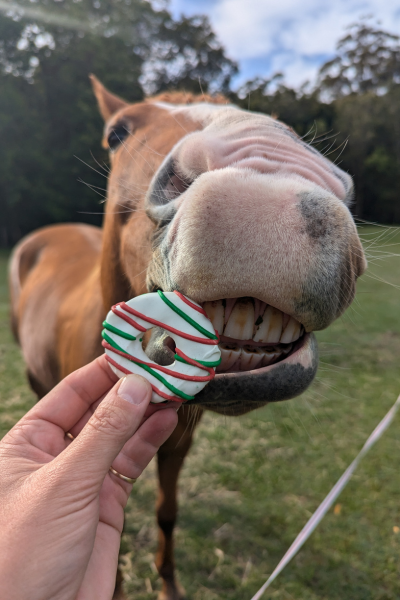 Horse Treats for Christmas