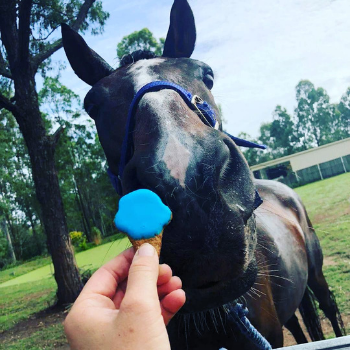 Healthy Horse Treat Cookies