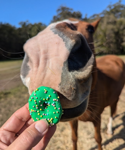 Horse Treats