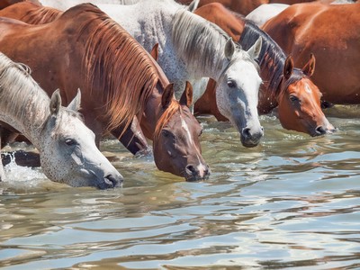 Horse Training Treats