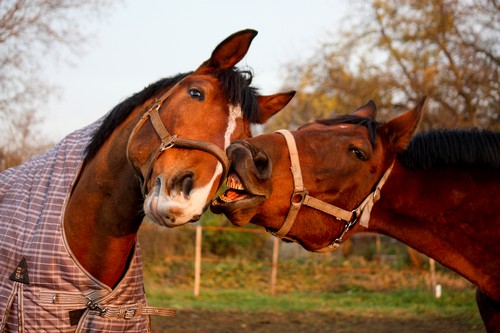 Horse Treats