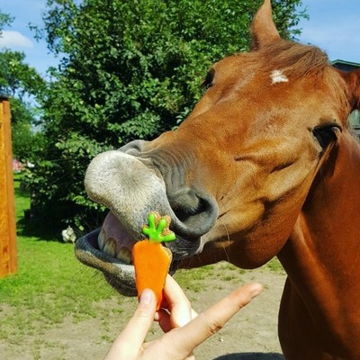 Horse Training Treats