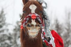 Christmas Horse Treats