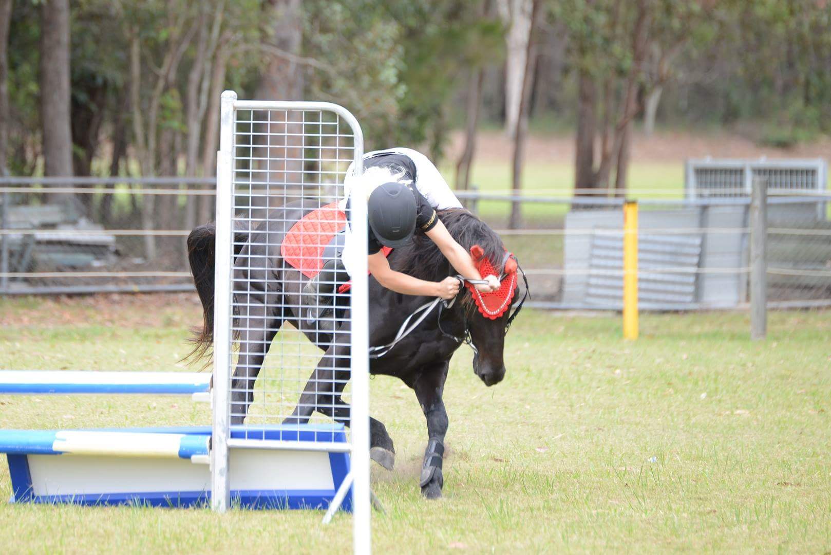 Huds and Toke Horse Training Treats