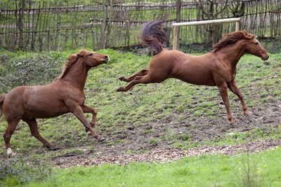 Horse Training Treats