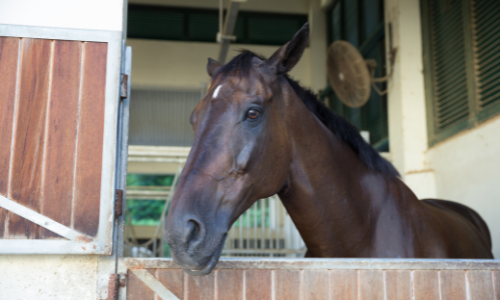 Healthy Horse Treats