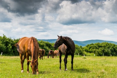 Gourmet Horse Treats