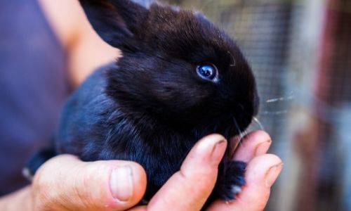 Pet Rabbit Treats