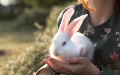 Pet Rabbit Pet Treats