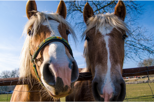 Australian Made Healthy Horse Treats