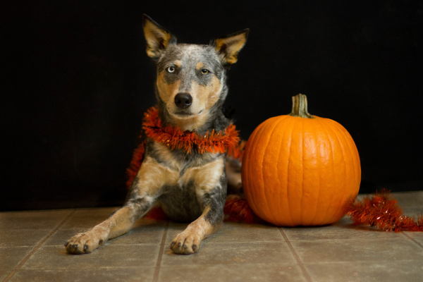 Pumpkin 2024 helps dogs