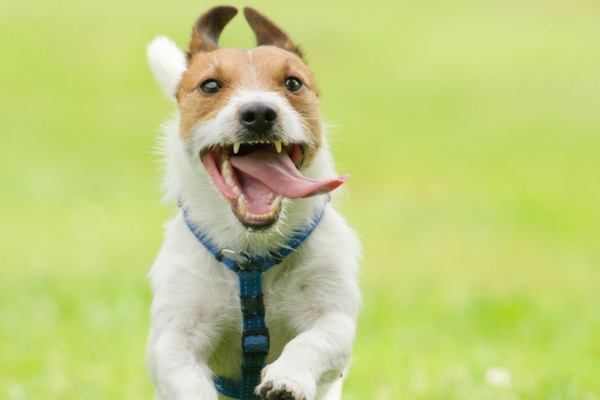 Gourmet Dog Treats will make your puppy run with Joy