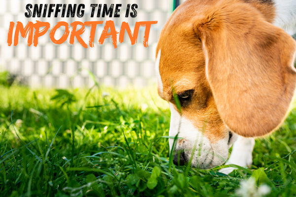 Sniff Time Is Important