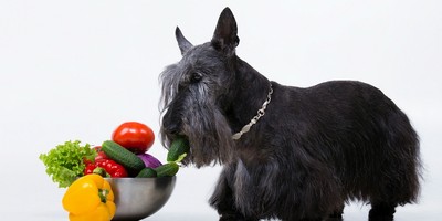 Dogs have evolved to eat Vegetables, Grains and Lupins