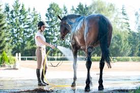 Training Treats for Horses
