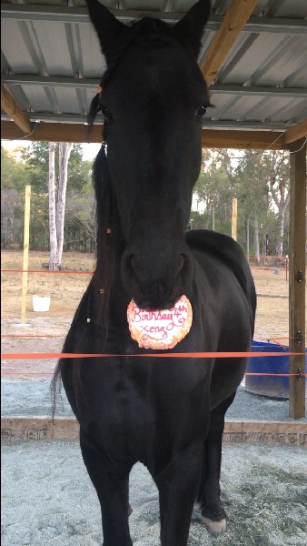 Gourmet Horse Treats for Birthdays