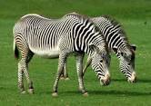 Zebra Prints for Fashionable Horses